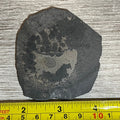 Chinese trilobite fossils #6-007