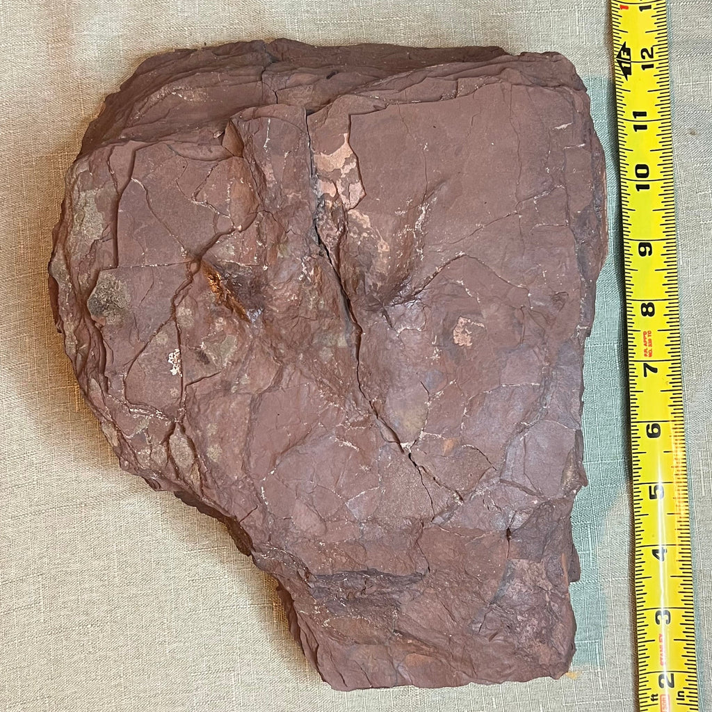 Dinosaur Footprint - Connecticut Ornithischian #006-014